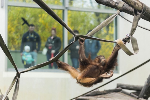 Zöld Piramis borítókép