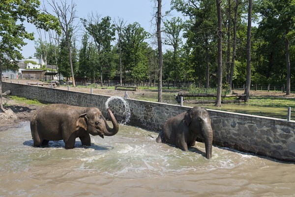Zöld Piramis borítókép