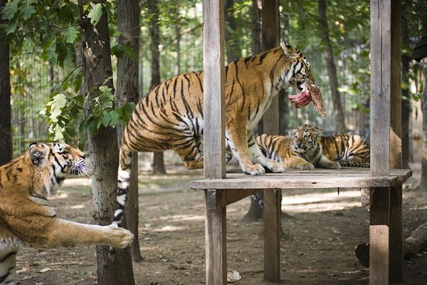 Életképek borítókép