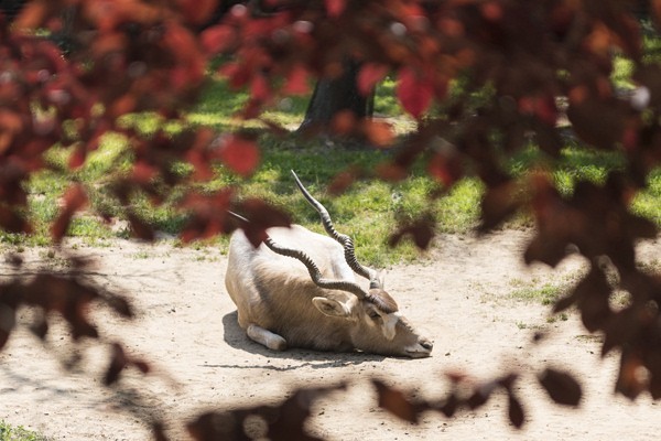 Tarzan ösvénye borítókép