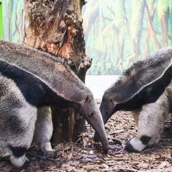 Sörényes hangyász