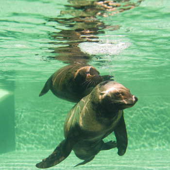 Kaliforniai oroszlánfóka