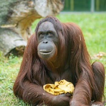 Orángután